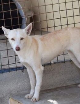 Ivanka möchte ein schönes Zuhause - Niedereschach