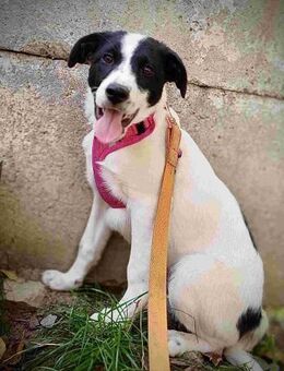 Nika - Niedliche Maus sucht ihr Zuhause - Spenge