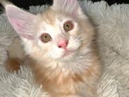 wunderschöner Meine Coon Kater Kitten sucht sein neues Zuhause - Mechernich