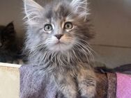 Reinrassige Marion Kitten suchen neues zu Hause - Norken