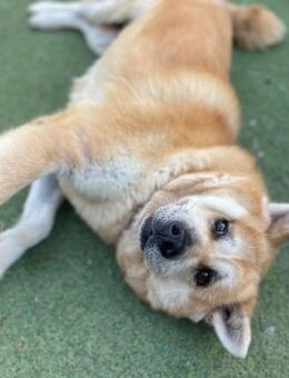 MAIA 😍 wunderbare & besondere Hündin - Neudenau