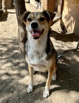 Simone ist ein entzückendes Mädchen ❤️🐾 - Großefehn