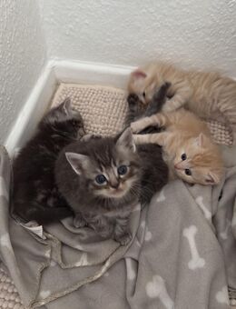 5 süße Kitten BKH zu verkaufen 🐾 - Berlin