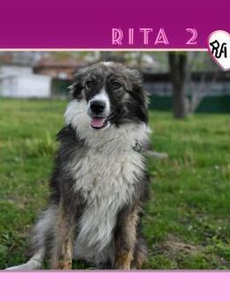 ❤ RITA ❤ - HOFFT AUF EIN ZUHAUSE! - Alfeld (Leine)