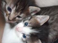 Ragdoll-Kitten abzugeben - Leverkusen