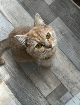 Süße BKH Katze abzugeben ! - Duisburg