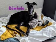 Bámbola energiegeladene Galga02/23 DE - Ruppertsecken