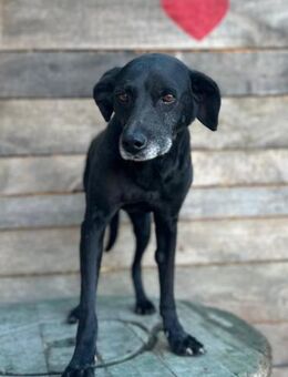 Audi 💗 freundlicher & so lieber Schatz! - Hamburg