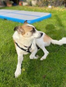 Ranji sucht sein Zuhause - Hürth