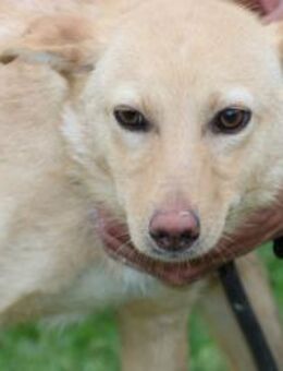 Litzy - kinderliebe Junghündin - Lohra