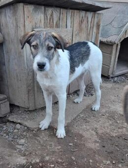 Percy soll nicht in Rumänien aufwachsen - Blankenheim (Nordrhein-Westfalen)