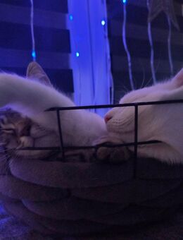 Wir suchen gemeinsam ein Zuhause - Erfurt