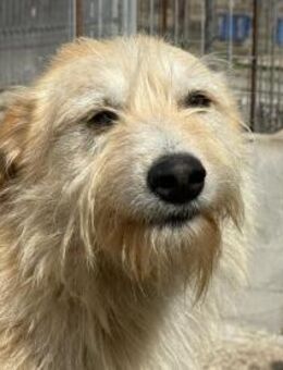 Junghund Timon - Köln