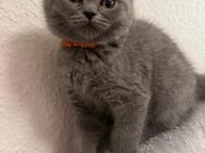 Wunderschöne bkh kitten - Aachen