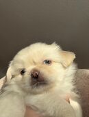 Pekinese Hunde in 25451