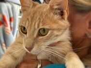 Purr, purr ... hier kommt Ranya! - München