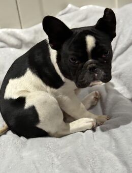 Archie - Krefeld