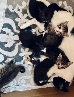 Kitten Kater Katze Babykatze - Stuttgart