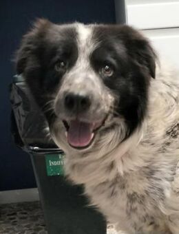 Black 💙 Zuhause auf Lebenszeit gesucht - Herxheim (Landau)