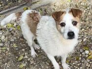Zsani - Heimathafen gesucht! - Nörten-Hardenberg