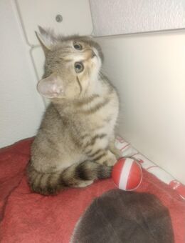 BKH Kitten - Lahr (Schwarzwald)