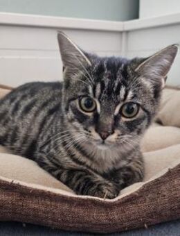 Kater Merlin sucht sein Happy Home! - Waakirchen