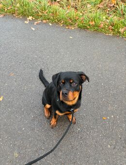 Mila sucht ein neues Zuhause - Kierspe