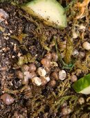 Achatschnecken in 49744