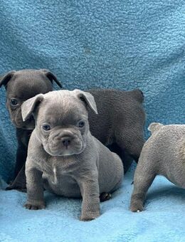 Entzückende Französische Bulldoggenwelpen zur Vermittlung - Bogen Zentrum