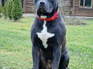 Reinrassige American Bully ABKC Papieren - Plauen