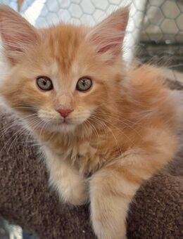 Wunderschöne Main Coon Kitten suchen ein Zuhause - Iserlohn