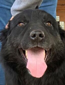 Raban -verschmuster Rüde ca. 5jähr. 57cm - Rösrath