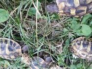 Nachzuchten griechischer Landschildkröten (Thh) aus 2024 abzugeben - Billigheim