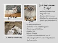 Heilige Brima Kitten (reinrassig) - Bad Wurzach