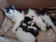 Hauskatze Kitten - Mittweida