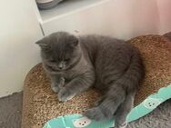 Süße BKH Katzen abzugeben - München