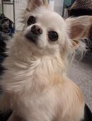 Decken Chihuahua in 95126