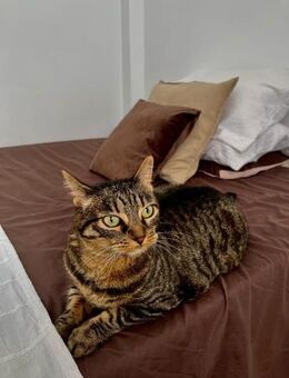 NALA, w., kastr., EHK, geb. 07/2013 - Sipplingen