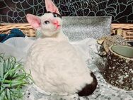 Super süßer Cornish Rex Kater aus Championlinien mit Stammbaum - Sulzbach-Rosenberg