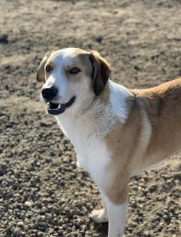 Drax sucht sein Glück - Celle