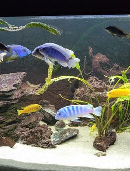 Aquarium JUWEL VISION 450 Kombination mit Barschfischen (gewölbte Frontscheibe/Panoramablick) - Unterschleißheim