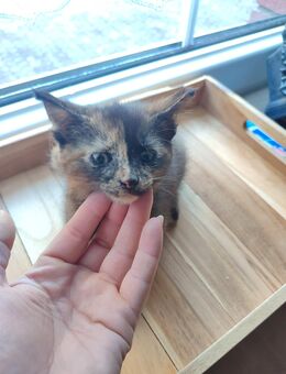 Main coon Mix kitten - Coswig (Anhalt) Stackelitz