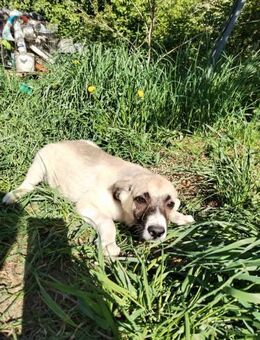 Remy❤️sucht seine Menschen - Rott (Inn)