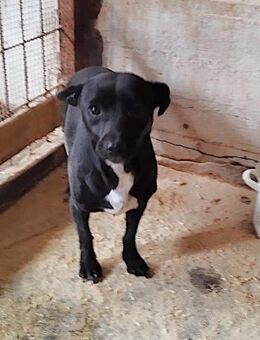 Wer schenkt Lenia ganz viel Liebe ? - Dortmund