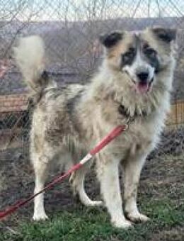 Beth hübsche verträgliche Hündin - Hüllhorst