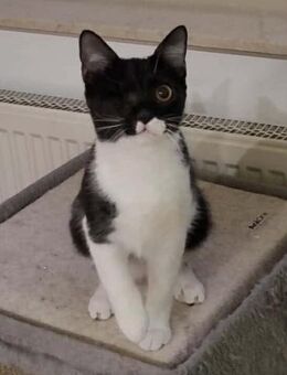 Piratin Anne Bonny sucht sicheren Hafen - Margetshöchheim