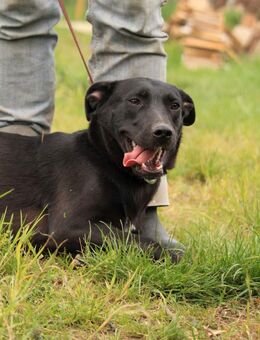 FarahVA, clevere Junghündin - Neustadt (Rübenberge)