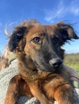 Luca - fröhliche und liebe Hündin - Köln