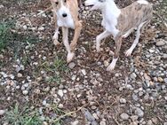 Zwei fröhliche Greyhound Junghunde suche - Minden (Nordrhein-Westfalen)