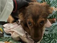 Monty sucht Körbchen - Bissingen